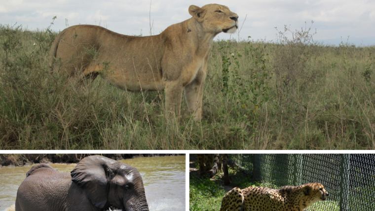 Wildlife Safari in Africa Luxury Tours Guide