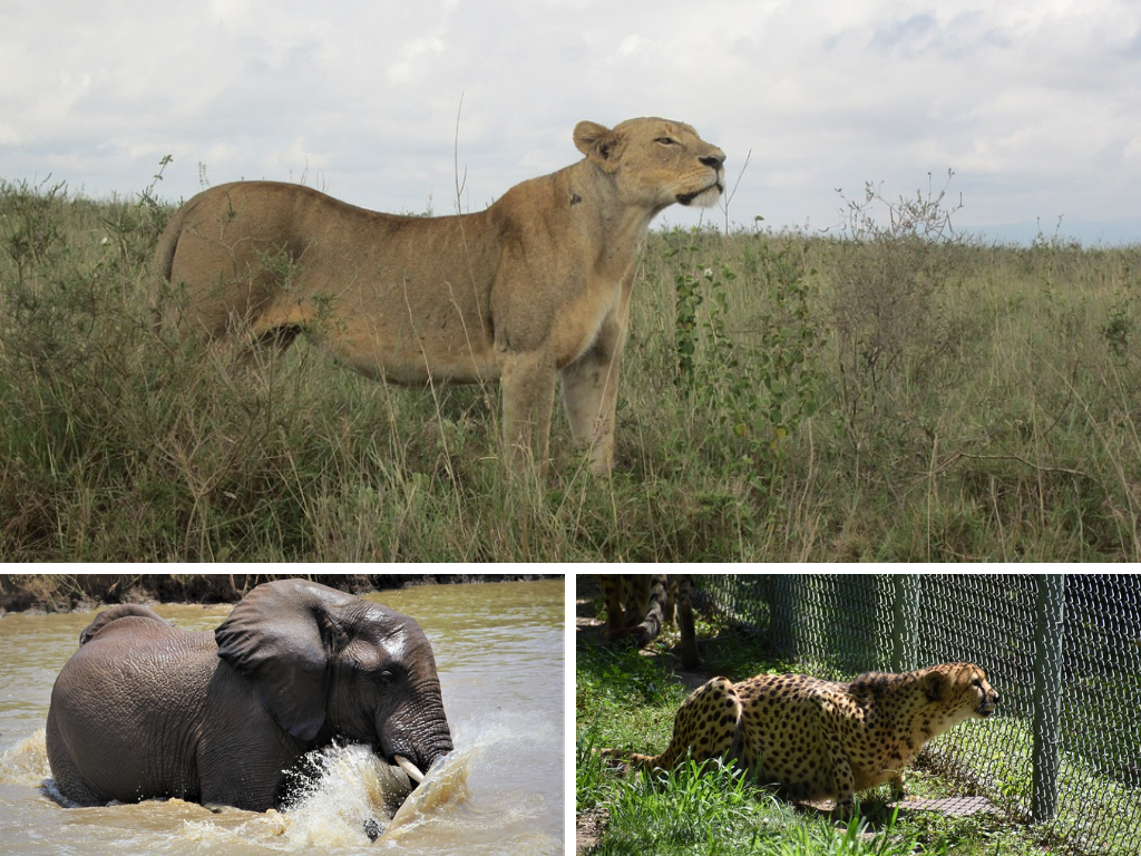 wildlife safari in africa