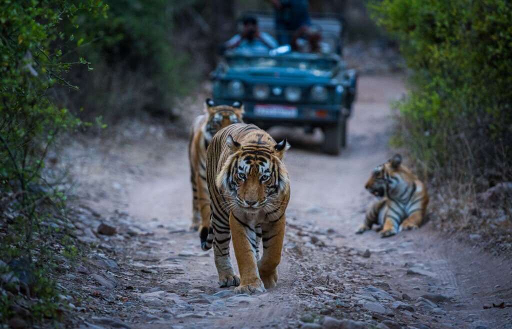 Wildlife Safari In Asia – Why Your Next Luxury Safari Should Be To Asia