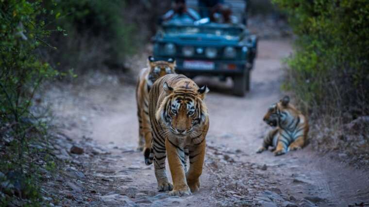 Wildlife Safari In Asia – Why Your Next Luxury Safari Should Be To Asia