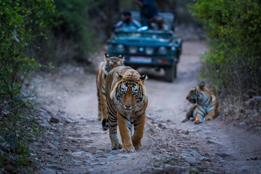 wildlife safari in asia