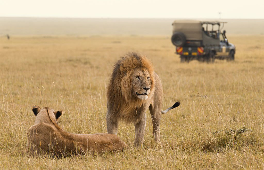 Tips for Planning Your Dream Wildlife Safari in Africa