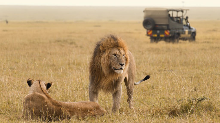 Tips for Planning Your Dream Wildlife Safari in Africa