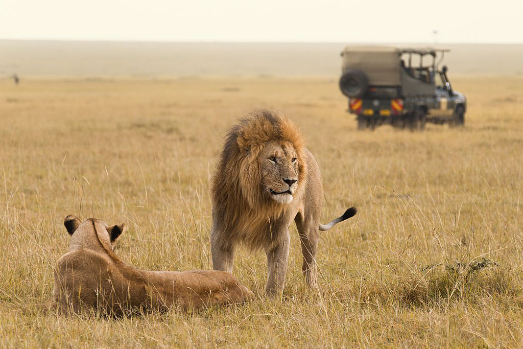 wildlife safari in Africa