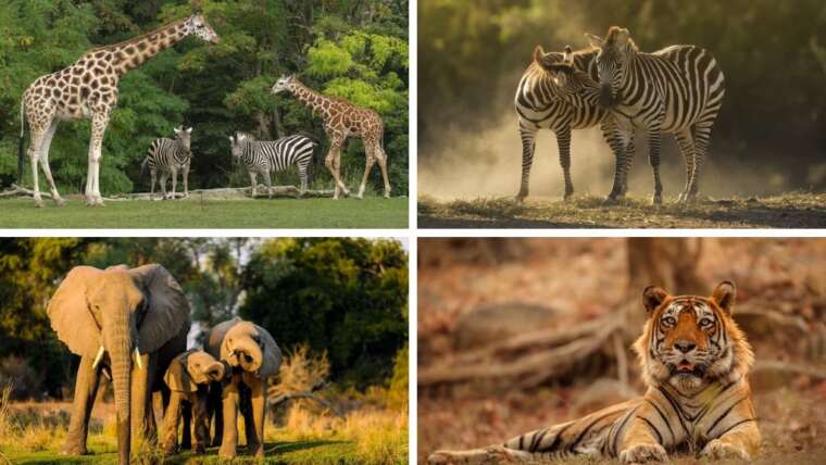 Experience the Thrill of a Lifetime: Booking a Wildlife Safari in India
