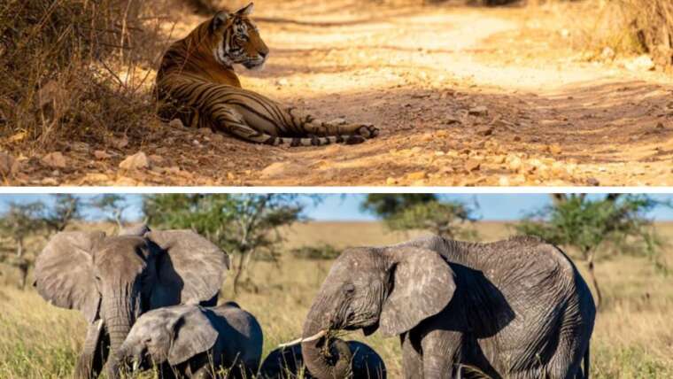 Embark on an Unforgettable Adventure: Zimbabwe Safari Tours