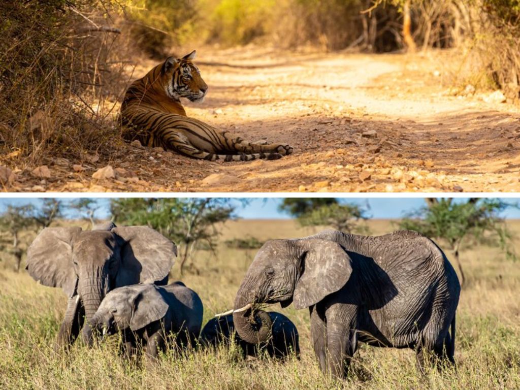 zimbabwe safari tours