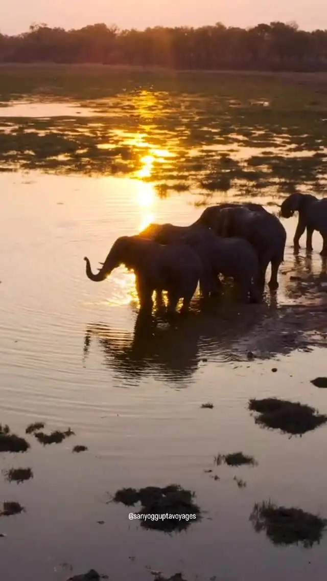Leones que rugen al amanecer. Elefantes cruzando el río. Esto no es un documental. Es Botsuana.

Viaja a Botsuana y redescubre lo salvaje!

#botsuana #áfrica #vacaciones #nuevosdestinos #nuevosdestinos #agenciadeviajes #sanyogguptavoyages